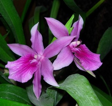 miltonia honalulu